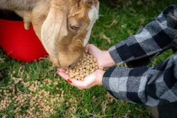 Biện pháp phòng bệnh chăn nuôi dê