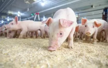 Cách phối hợp khẩu phần thức ăn hiệu quả cho heo