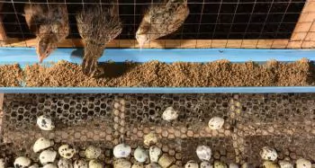 Kỹ thuật nuôi chim cút đẻ trứng