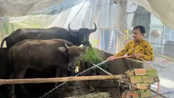 Bạc Liêu: Tăng cường các biện pháp chăm sóc đàn vật nuôi mùa nắng nóng