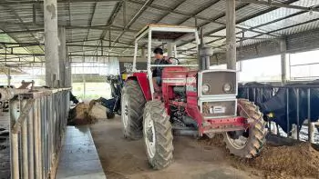 Trang trại bò mẫu của nông dân trẻ