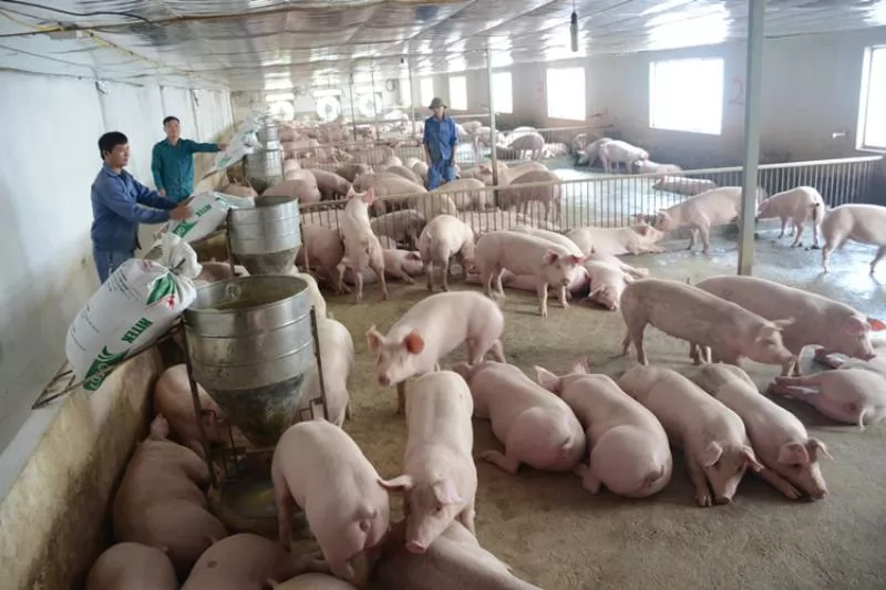 12 dự án khuyến nông lĩnh vực chăn nuôi, thú y được phê duyệt
