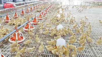 Ứng dụng tiến bộ kỹ thuật vào chăn nuôi vịt