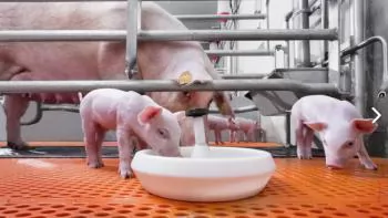 Kỹ thuật phối trộn bán ướt trong chăn nuôi heo