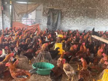 Phòng chống nắng, nóng cho đàn vật nuôi