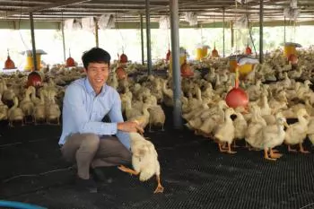 Nuôi vịt trên sàn: An toàn dịch bệnh, hiệu quả cao