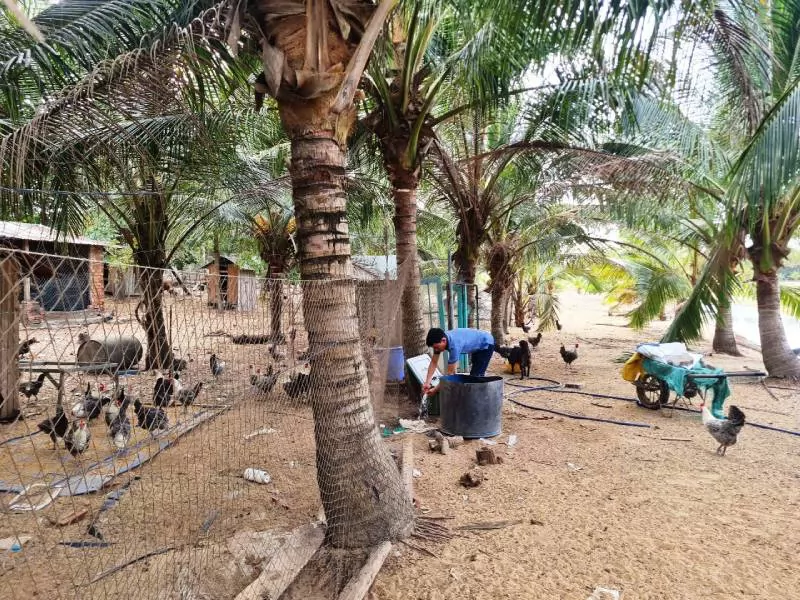 Nông dân Quảng Nam khấm khá từ mô hình chăn nuôi phù hợp