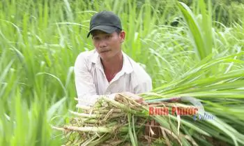 Giải pháp hiệu quả trong chăn nuôi dê