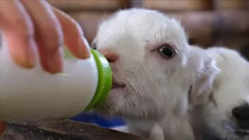 Phương pháp nuôi dê sữa con hiệu quả