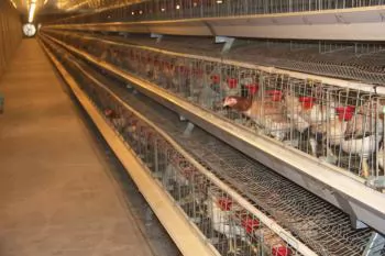 Bắc Ninh: Tổng đàn gia cầm tăng 15,3% so với cùng kỳ