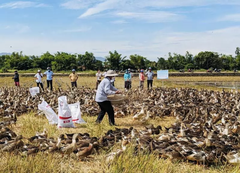 Nâng cao năng suất nuôi vịt biển thương phẩm