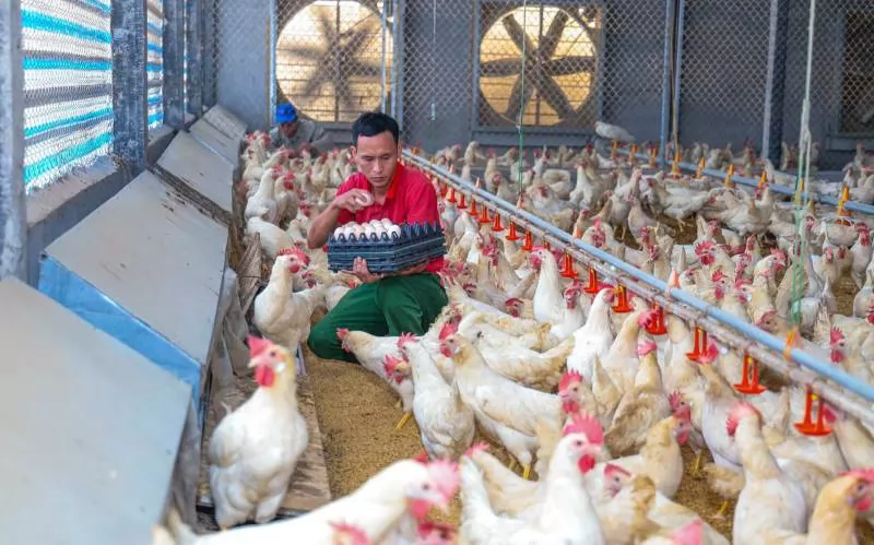 Quy trình nuôi gà đẻ trong chuồng kín an toàn sinh học
