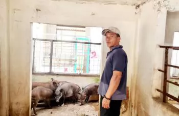 Hiệu quả liên kết nuôi heo rừng lai