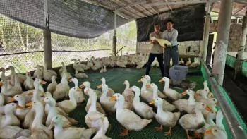 Hiệu quả mô hình nuôi vịt trên sàn lưới