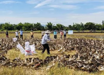 Nâng cao năng suất nuôi vịt biển thương phẩm