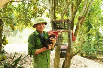 Kỹ nghệ thuần hóa gà rừng của lão nông bên dãy Hoành Sơn