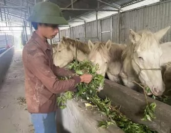 Nuôi ngựa bạch bằng dược liệu - hướng đi mới ở xã vùng cao Lai Châu