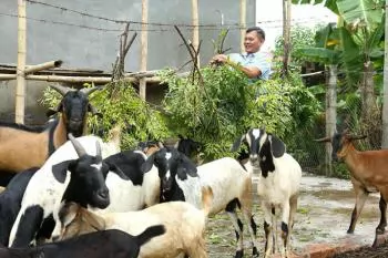 Thu cả trăm triệu nhờ nuôi dê chăn thả tự nhiên