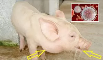 Ngăn chặn bệnh viêm não Nhật Bản trên đàn lợn