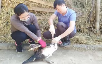 Phú Thọ: Xã hội hóa trong phòng, chống dịch bệnh cho đàn vật nuôi