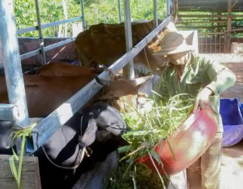 Lâm Ðồng khuyến khích nhân rộng chăn nuôi tuần hoàn