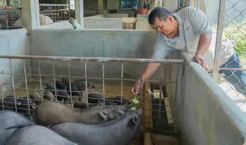 Hiệu quả từ mô hình nuôi heo đen ở xã Công Hải