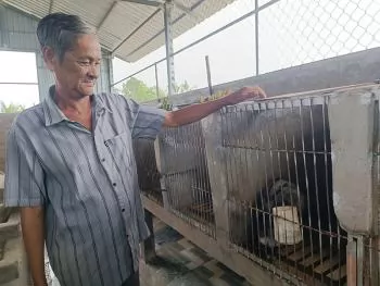 Nuôi chồn hương công ít, lãi khá