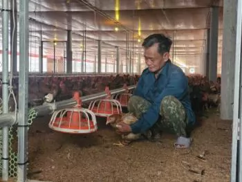 Lão nông làm giàu từ trang trại gà
