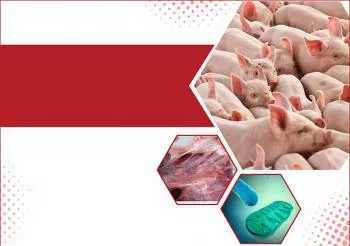 Kiểm soát bệnh hô hấp trên heo con: Kỹ thuật phòng và điều trị hiệu quả