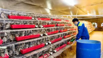 Hiệu quả kinh tế từ mô hình nuôi chim cút thương phẩm