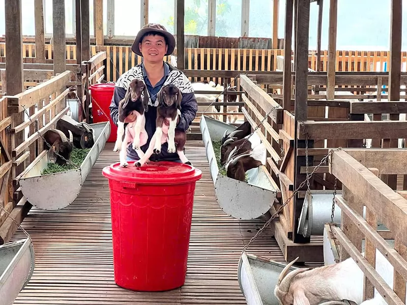 Dược sĩ nuôi dê tuần hoàn ở Bảo Lộc
