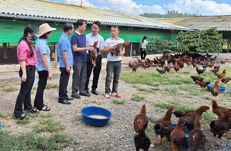 Nuôi gà thả vườn theo hướng hữu cơ lãi 434 triệu đồng/lứa Nuôi gà thả vườn theo hướng hữu cơ lãi 434 triệu đồng/lứa