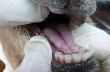 Phòng trị bệnh lở mồm long móng ở dê