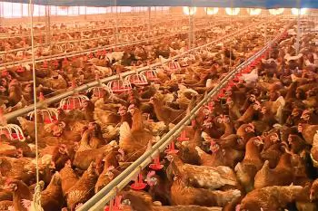 Nuôi gà đẻ trứng công nghệ cao, thu 30 triệu đồng mỗi ngày