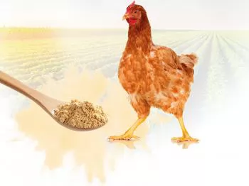 Bột đậu nành và protein thực vật trong chế độ ăn của gia cầm