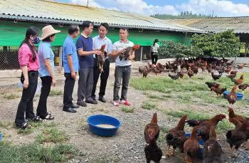 Nuôi gà thả vườn theo hướng hữu cơ lãi 434 triệu đồng/lứa