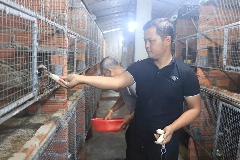 Hiệu quả mô hình nuôi cầy vòi hương ở phường Liên Chiểu