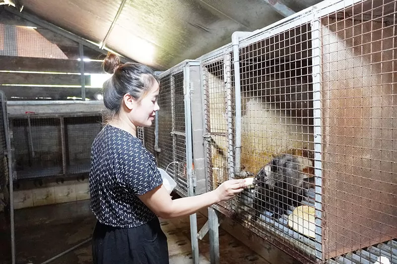 Làm giàu nhờ nuôi chồn hương Làm giàu nhờ nuôi chồn hương