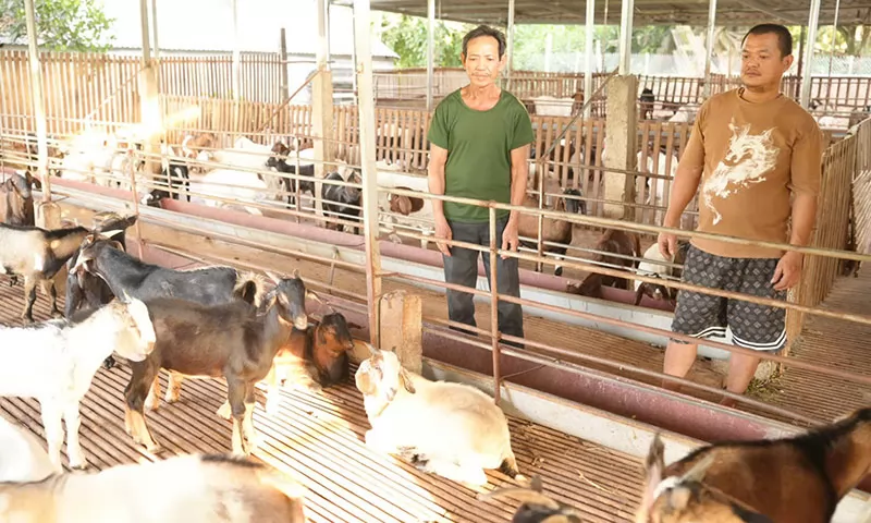 Thu nhập cao từ đàn dê Thu nhập cao từ đàn dê