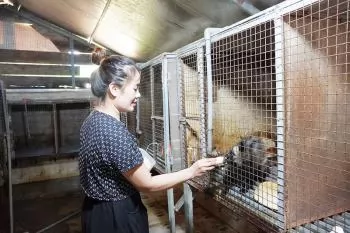 Làm giàu nhờ nuôi chồn hương