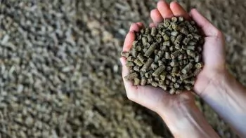 Triển vọng thức ăn chăn nuôi không khô đậu