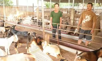 Thu nhập cao từ đàn dê