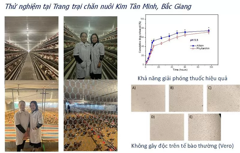 Nghiên cứu kháng sinh nano trong chăn nuôi gia cầm: Giải pháp mới hướng tới nông nghiệp an toàn, bền vững