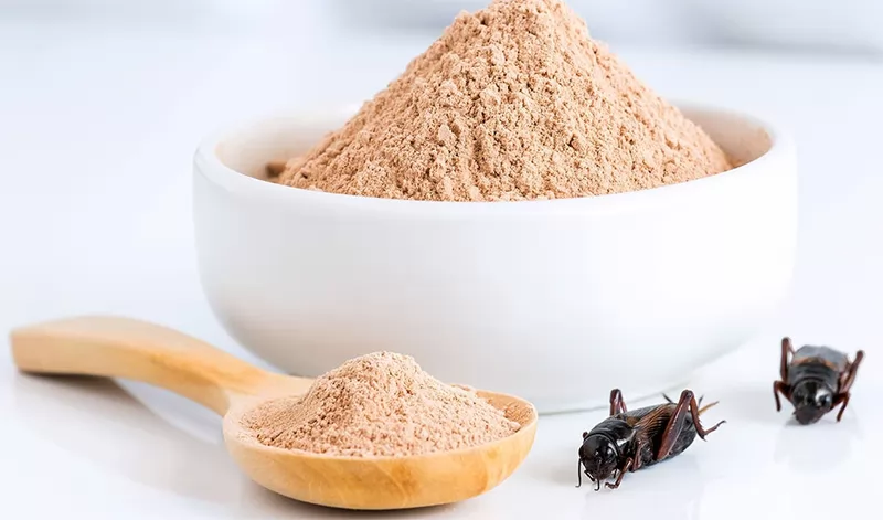 Công nghệ gen mở đường protein côn trùng