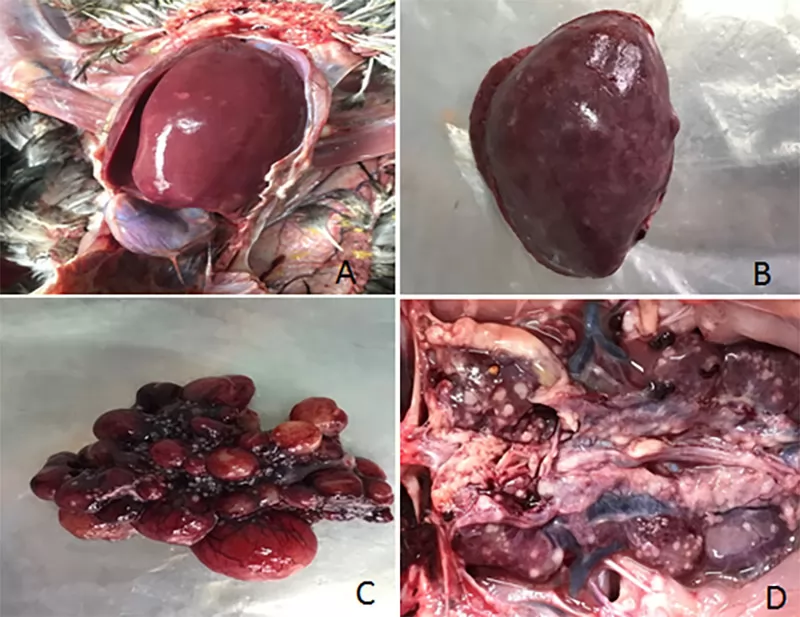 Phòng bệnh Leucosis ở gà