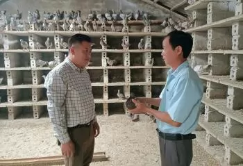 Làm giàu từ nuôi chim bồ câu Pháp