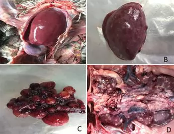 Phòng bệnh Leucosis ở gà