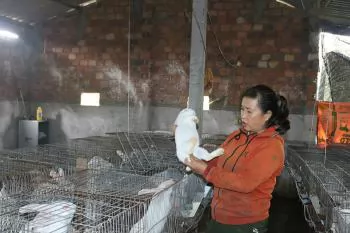 Làm giàu từ mô hình chăn nuôi hiệu quả