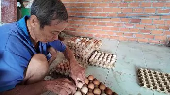 Ứng dụng công nghệ vào nuôi gà cho hiệu quả kinh tế cao