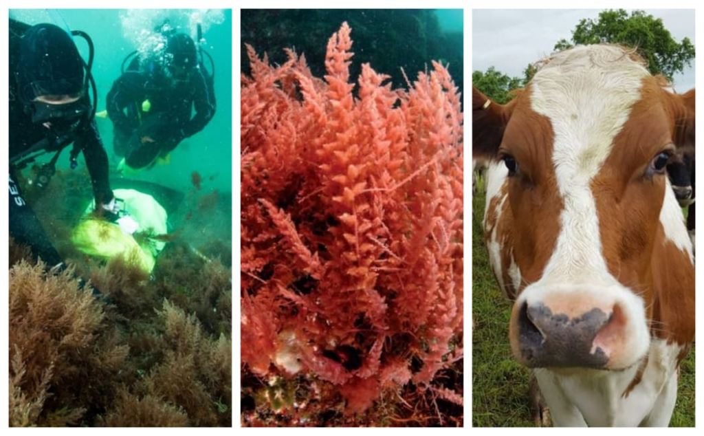 Giải pháp biến sinh khối biển thành thực phẩm và thức ăn chăn nuôi Giải pháp biến sinh khối biển thành thực phẩm và thức ăn chăn nuôi